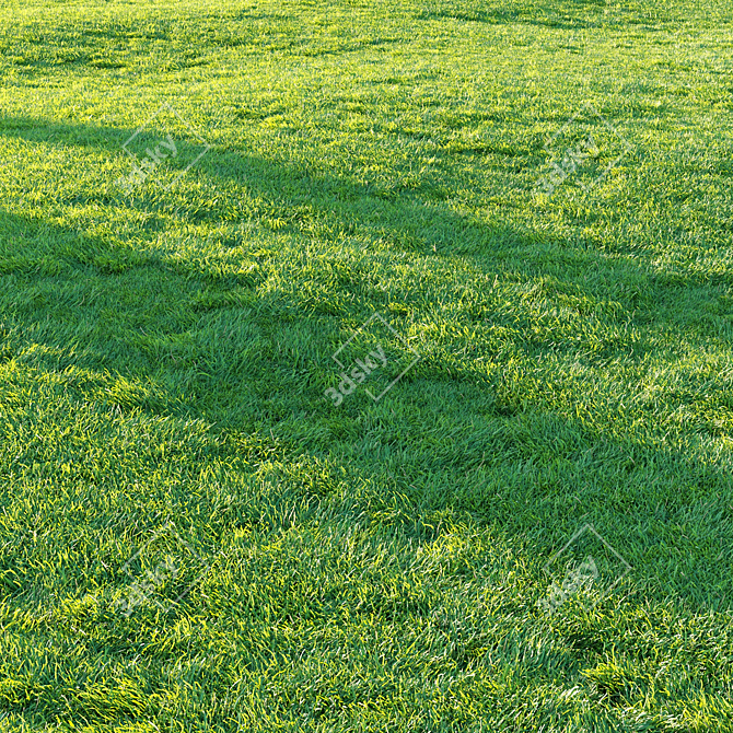 Pro Render Grass Pack 3D model image 6