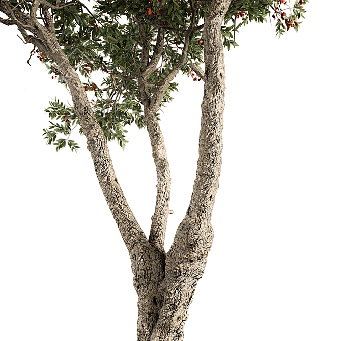 Fruit Tree Set 280 3D model image 2