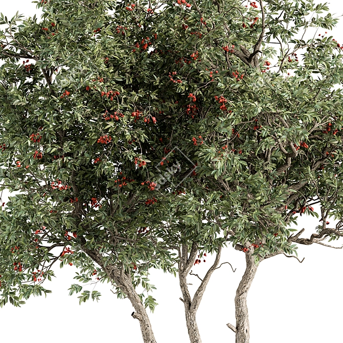 Fruit Tree Set 280 3D model image 3