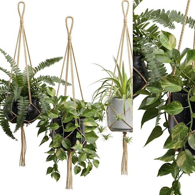 Exotic Indoor Hanging Plant Models 3D model image 2