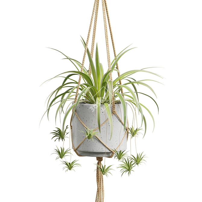 Exotic Indoor Hanging Plant Models 3D model image 6