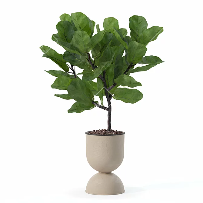 Modern Ficus Lyrata Plant Pot 3D model image 5