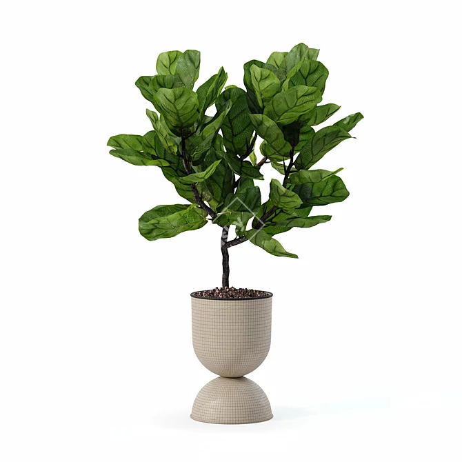 Modern Ficus Lyrata Plant Pot 3D model image 1