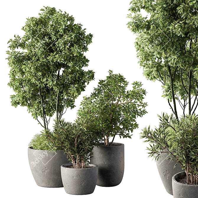 Potted Outdoor Tree Plant 3D model image 1