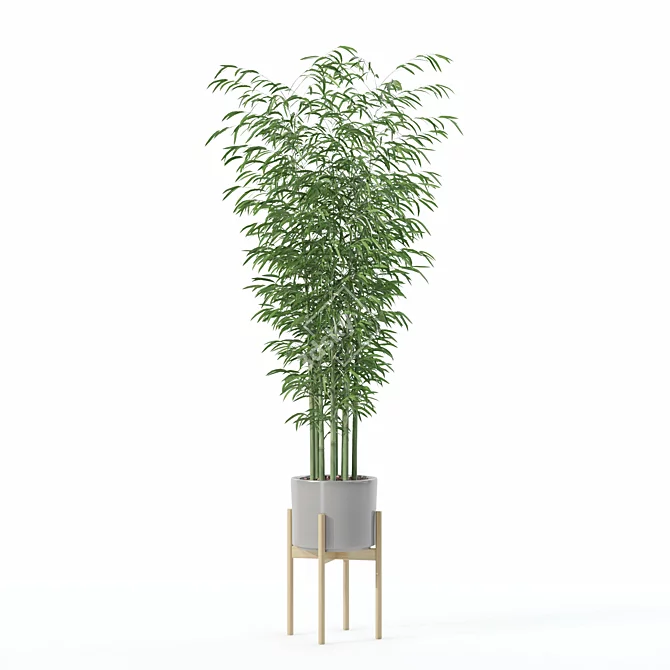 Modern Bamboo Plant in Pot 3D model image 4