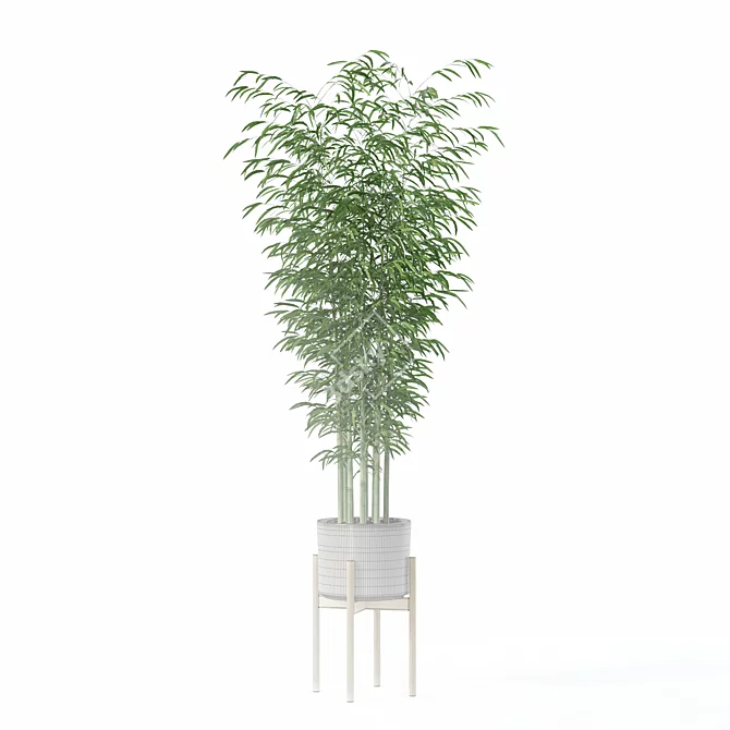 Modern Bamboo Plant in Pot 3D model image 5