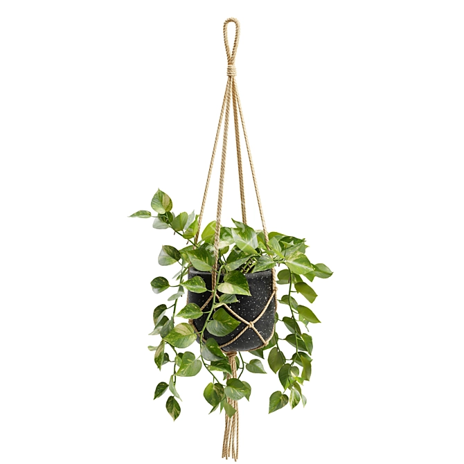 Cascading Pothos Plant Display 3D model image 1