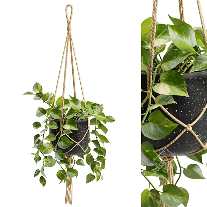 Cascading Pothos Plant Display 3D model image 2