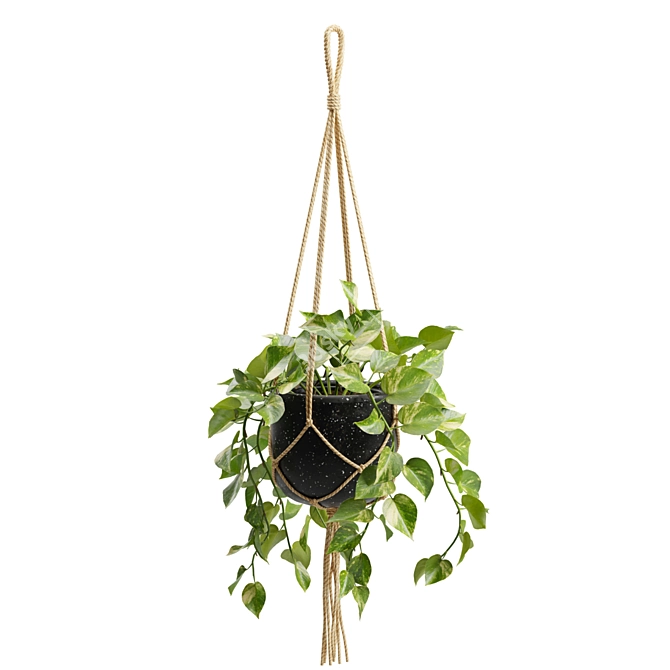 Cascading Pothos Plant Display 3D model image 4