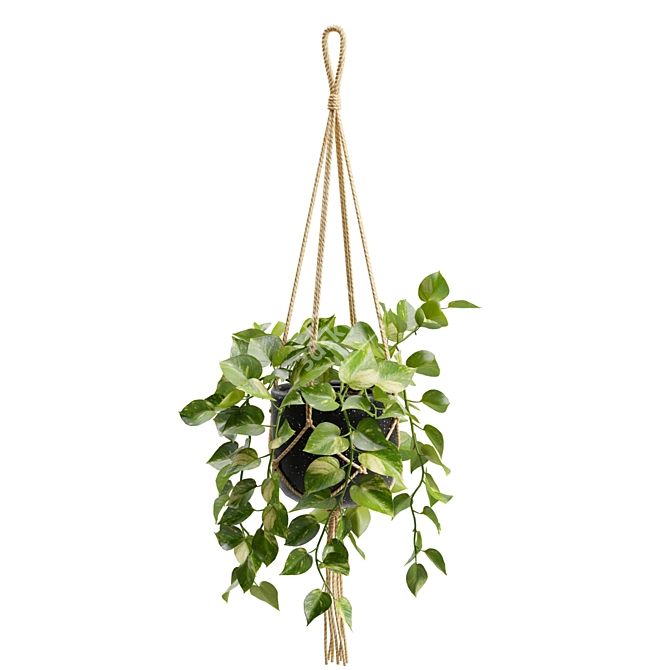 Cascading Pothos Plant Display 3D model image 5