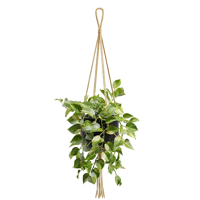 Cascading Pothos Plant Display 3D model image 6