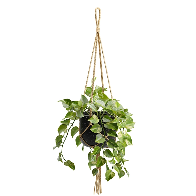 Cascading Pothos Plant Display 3D model image 7