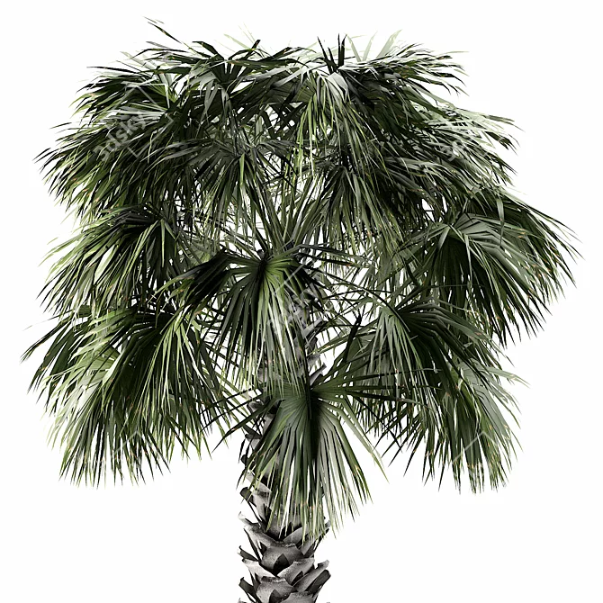 Tropical Palmetto Palm Tree Pack 3D model image 2