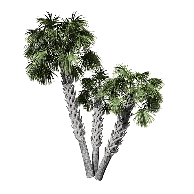 Tropical Palmetto Palm Tree Pack 3D model image 3