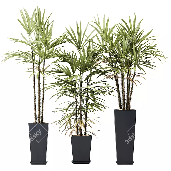 Rhapis Excelsa Lady Palm Set 3D model image 1