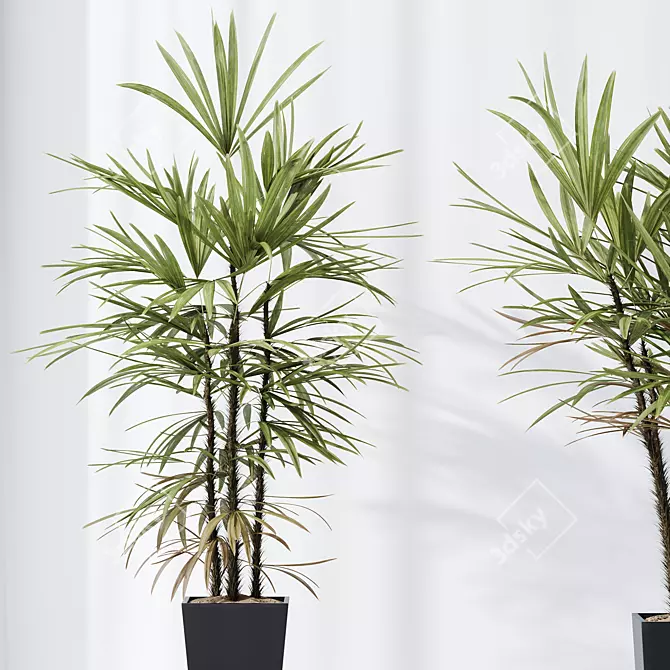 Rhapis Excelsa Lady Palm Set 3D model image 3