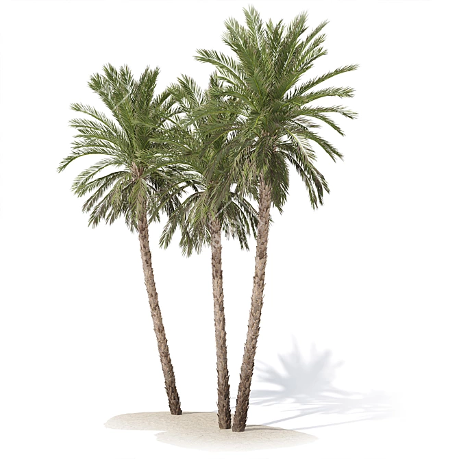 Date Palm Tree 3D Model 3D model image 1