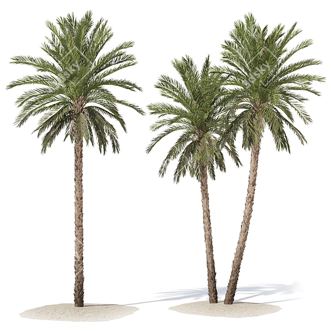 Date Palm Tree 3D Model 3D model image 2