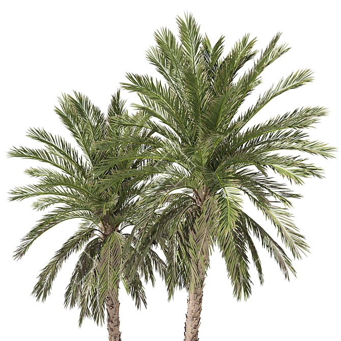 Date Palm Tree 3D Model 3D model image 3