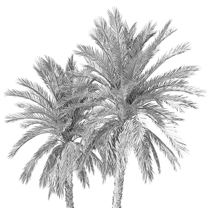 Date Palm Tree 3D Model 3D model image 5