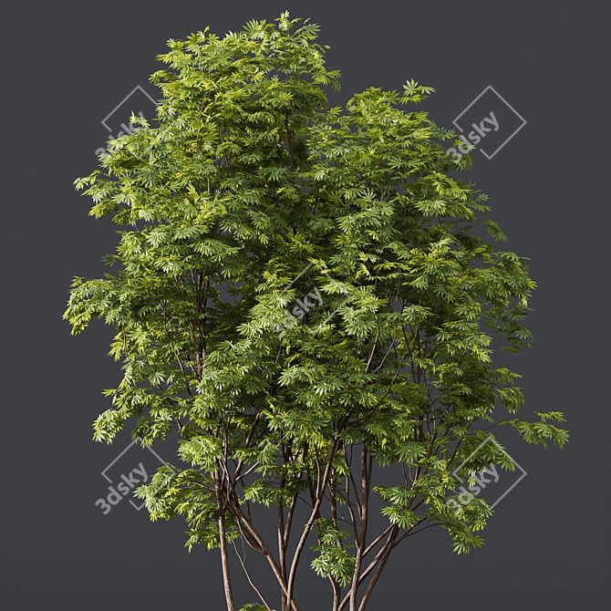 3D Ash Maple Indian Bean 3D model image 2