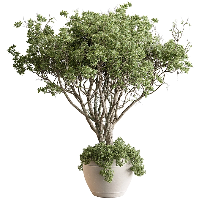 Indoor Tree in Pot Display 3D model image 1