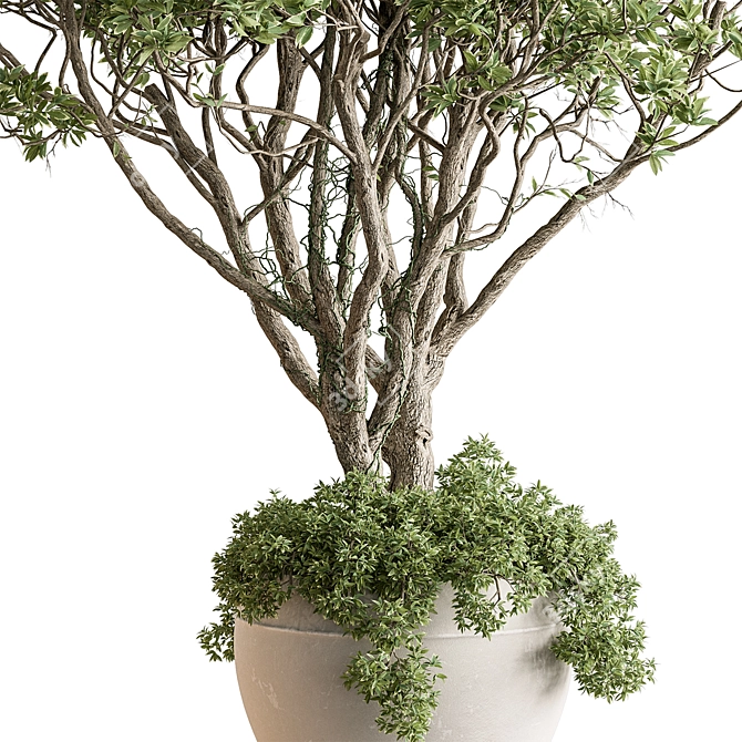 Indoor Tree in Pot Display 3D model image 2