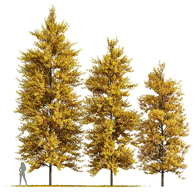 Autumn Ginkgo 3D Tree Models 3D model image 1