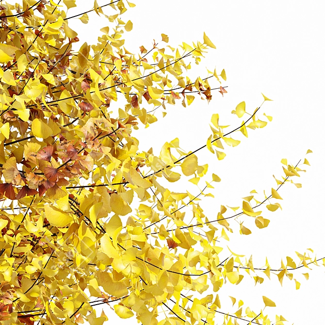 Autumn Ginkgo 3D Tree Models 3D model image 2