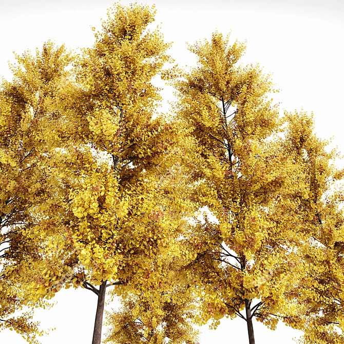 Autumn Ginkgo 3D Tree Models 3D model image 4