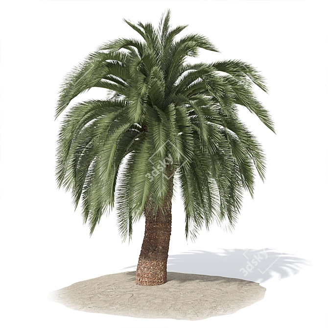 Exotic Macrozamia Palm Tree Model 3D model image 1