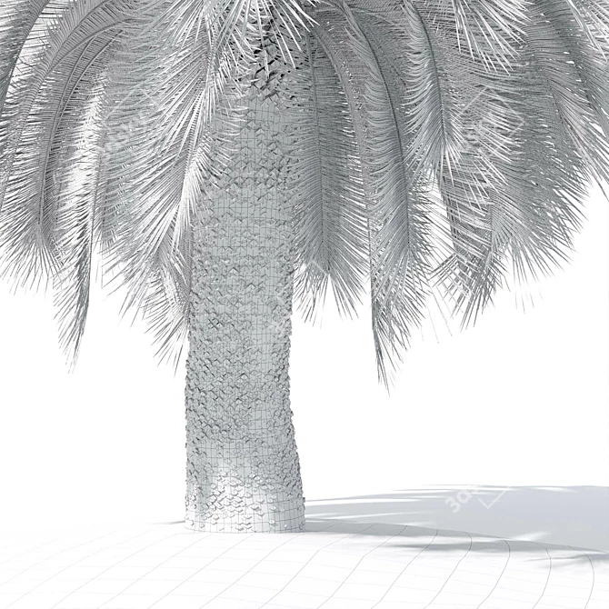 Exotic Macrozamia Palm Tree Model 3D model image 4