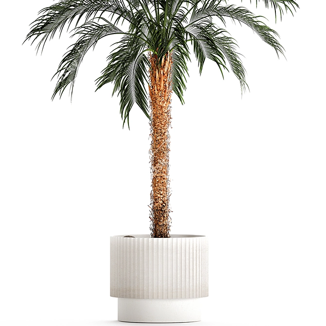 Exotic Palm Set in Modern Pot 3D model image 3