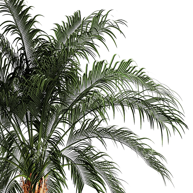 Exotic Palm Set in Modern Pot 3D model image 4