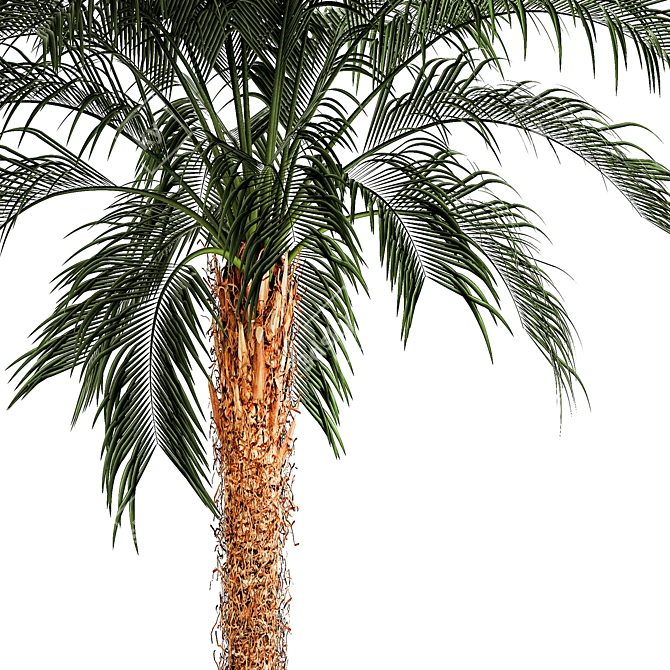 Exotic Palm Set in Modern Pot 3D model image 5