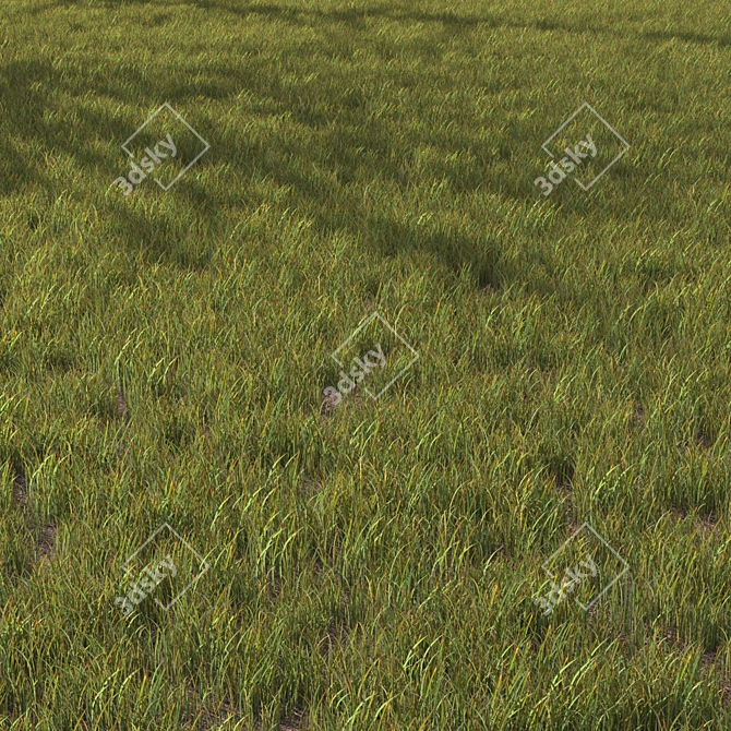 Variety Grass Model Scatter 3D model image 1