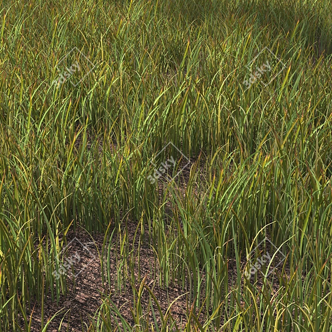 Variety Grass Model Scatter 3D model image 2