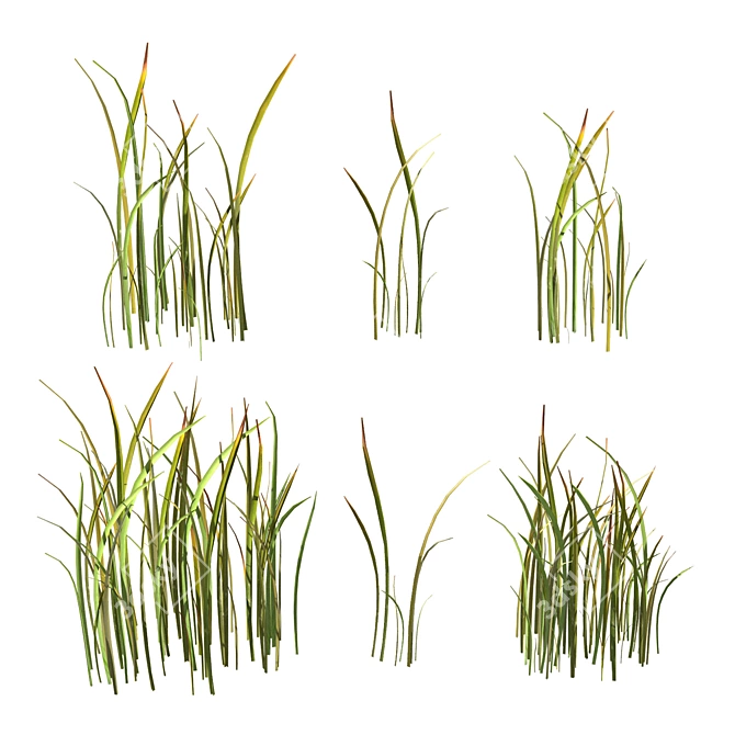 Variety Grass Model Scatter 3D model image 3