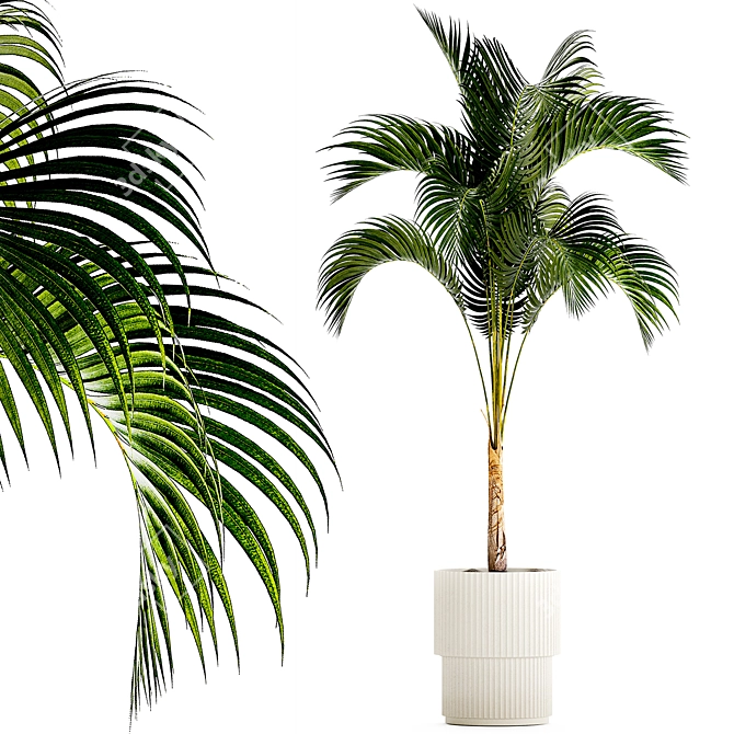 Exotic Phoenix Palm Collection 3D model image 1