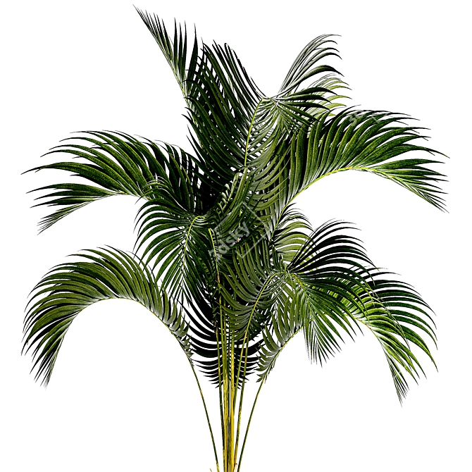 Exotic Phoenix Palm Collection 3D model image 2