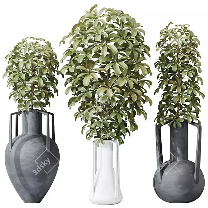 Dwarf Schefflera Umbrella Tree Set 3D model image 1