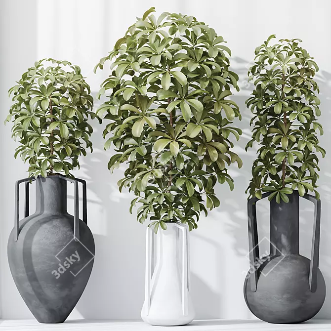 Dwarf Schefflera Umbrella Tree Set 3D model image 2