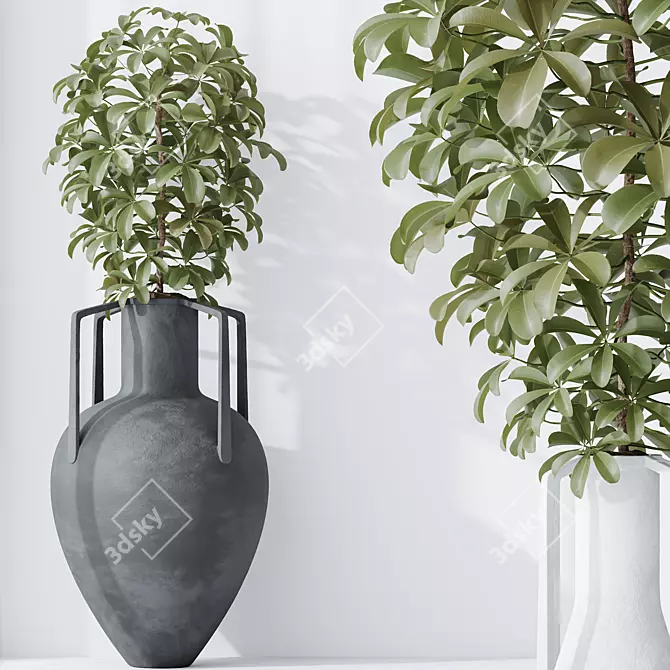 Dwarf Schefflera Umbrella Tree Set 3D model image 3