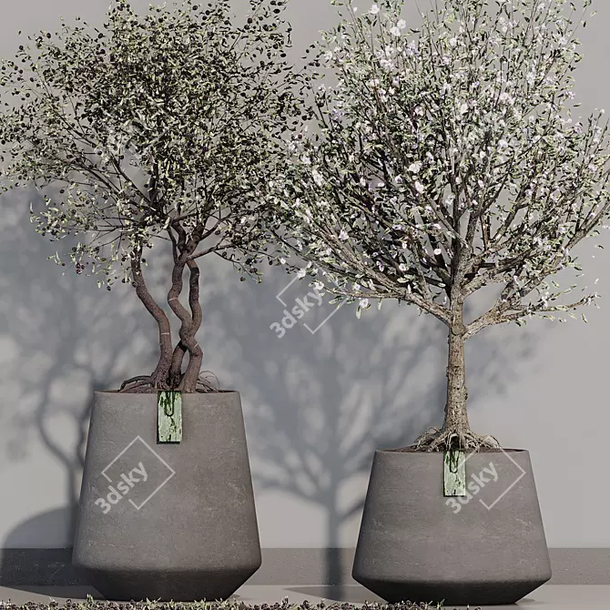 Mediterranean Olive Tree Set 3D model image 2