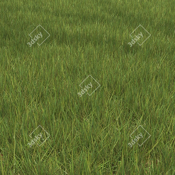 6 Varieties Grass Model 3D model image 2