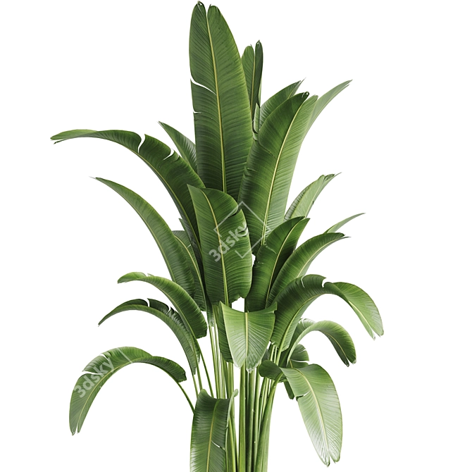 Tropical Indoor Banana Plant 3D model image 2