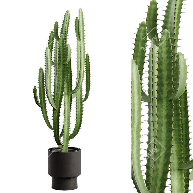 African Milk Tree Cactus Sculpture 3D model image 1