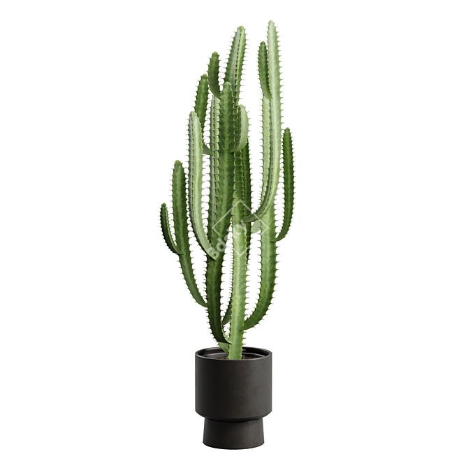 African Milk Tree Cactus Sculpture 3D model image 2