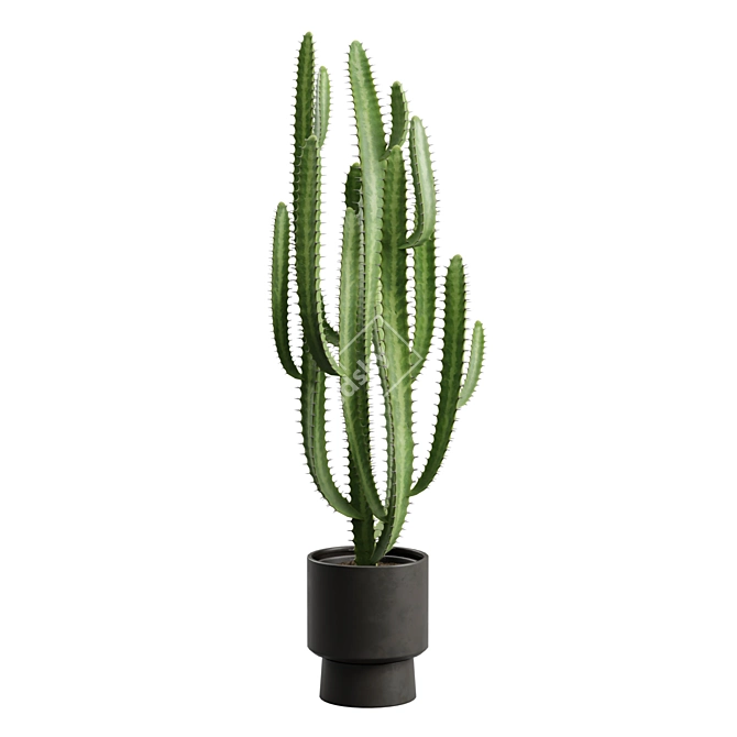 African Milk Tree Cactus Sculpture 3D model image 5