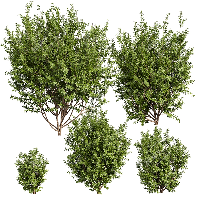 High-Quality Sapodilla Bush 3D Model 3D model image 1